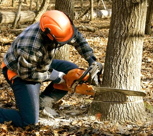 Tree Removal in Eagle Lake, ME